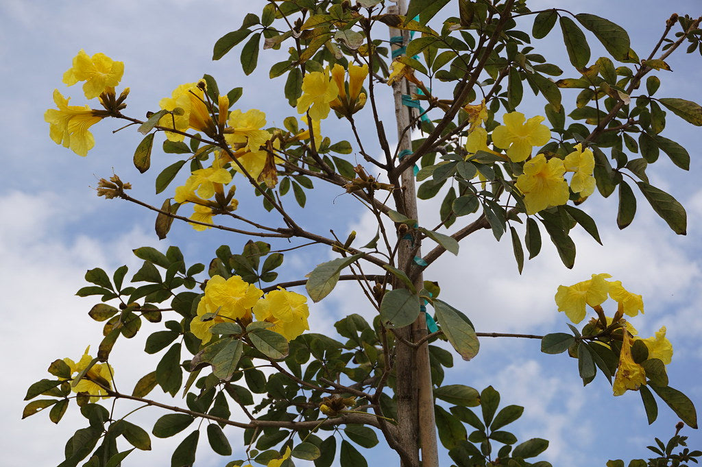 Tabebuia Chrysotricha Planting Tree Seeds