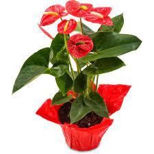 Anthurium Andraeanu Red Seeds For Planting - Vibrant Tropical Flower