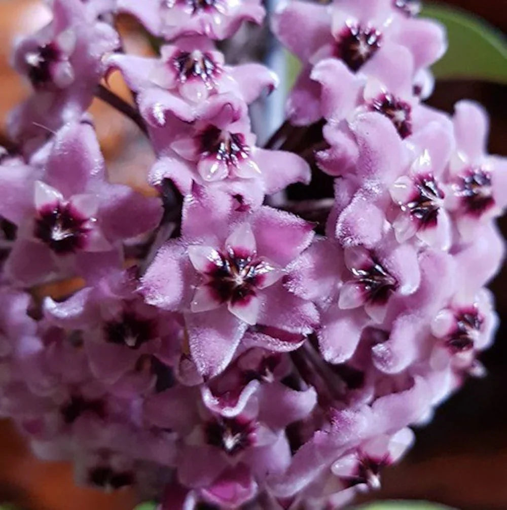 Hoya Carnosa Flower Seeds For Planting: Light Purple Blooms Striking Gardens