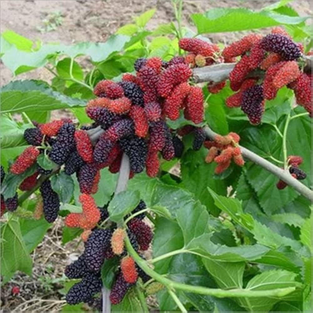 Long Mulberry Fruit Tree Seeds For Home Gardening