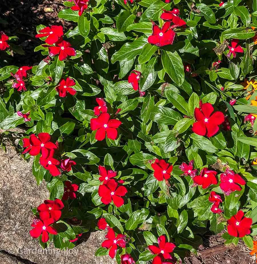 Red Periwinkle Vinca Flower Seeds For Easy Planting