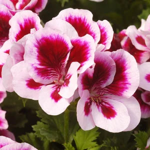 Dark Pink And White Geranium Flower Seeds For Easy Planting