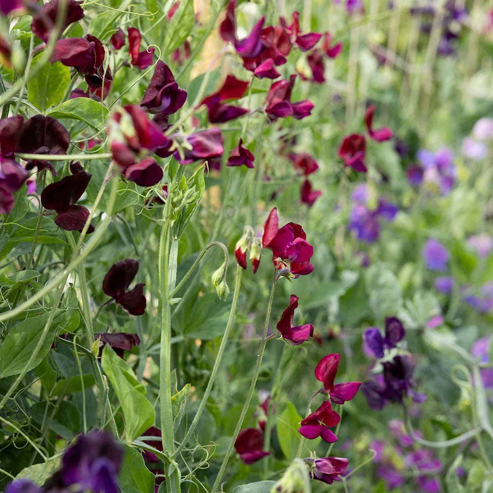 Lathyrus Flower seeds for Planting Shade Tolerant Heirloom & GMO Free Seeds for Home Garden 
 
 Sale seeds for home garden planting
