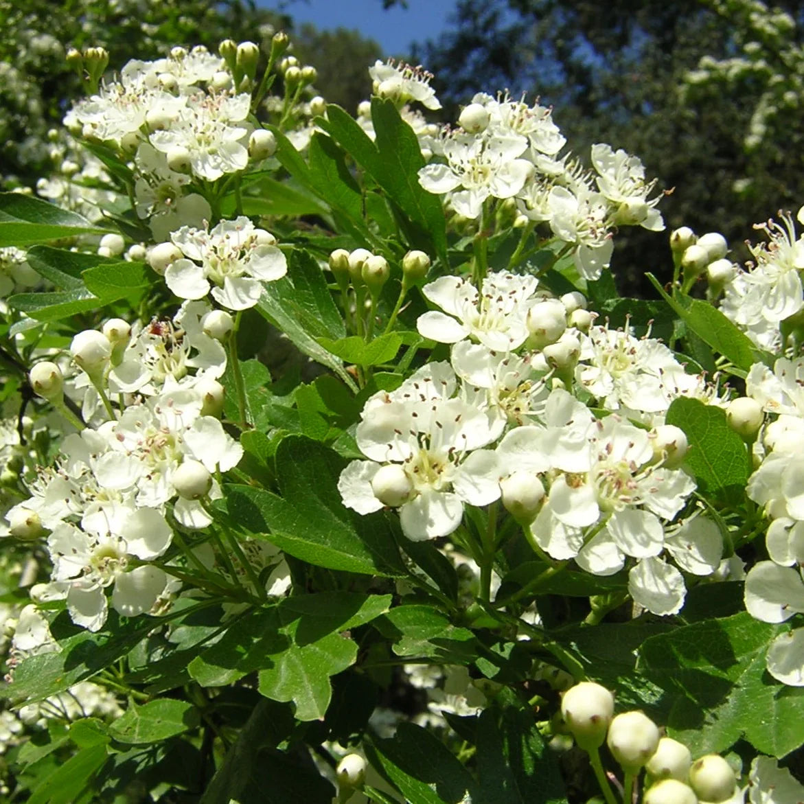 Crataegus Flower seeds for Planting Shade Tolerant Heirloom & GMO Free Seeds for Home Garden 
 
 Sale seeds for home garden planting