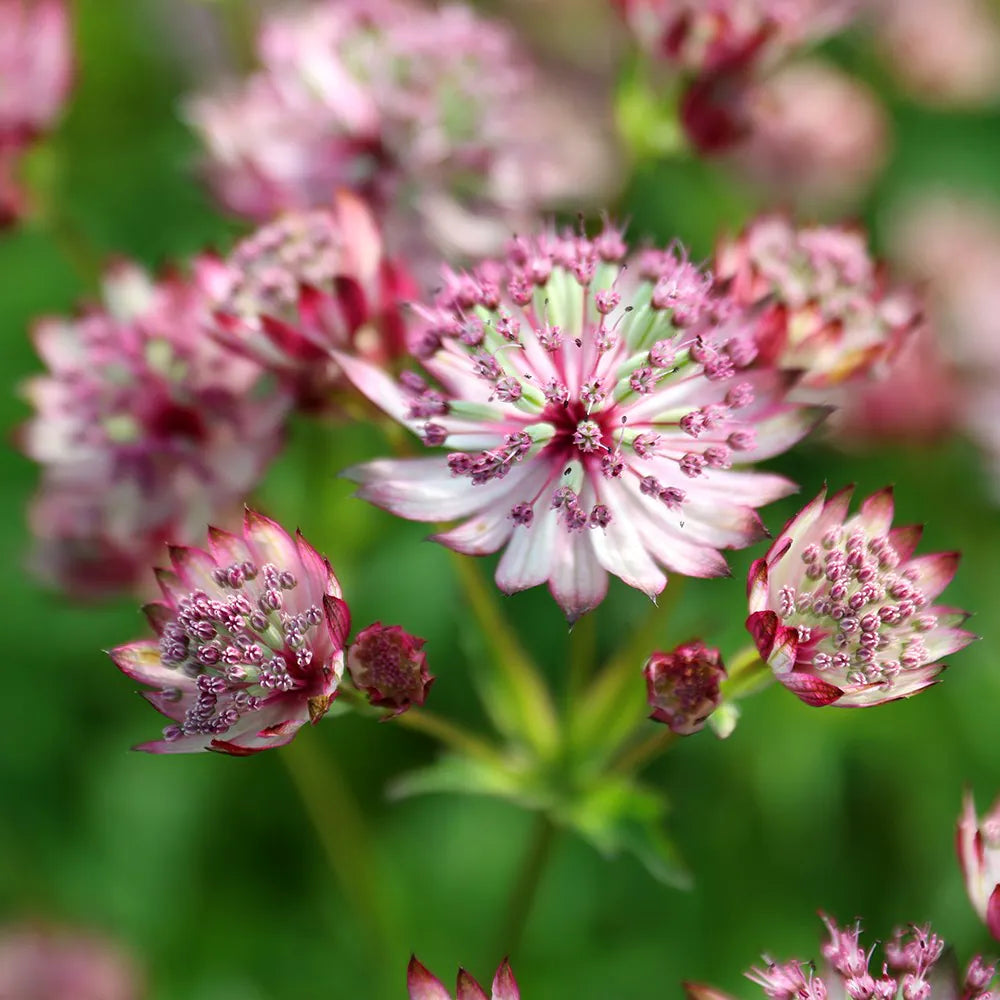 Pink Masterwort Flower seeds for Planting Drought Tolerant Heirloom & GMO Free Seeds for Home Garden 
 
 Sale seeds for home garden planting