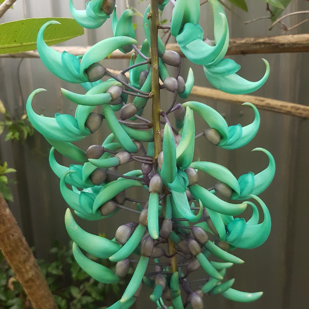 Green Jade Flower seeds for Planting - Cottage Garden Essential, Heirloom & GMO Free Seeds for Home Garden
 
 Sale for planting in home garden