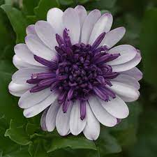 White Purple Omeris Flower seeds for Planting - Sun Loving, Heirloom & GMO Free Seeds for Home Garden
 
 Sale seeds for home garden