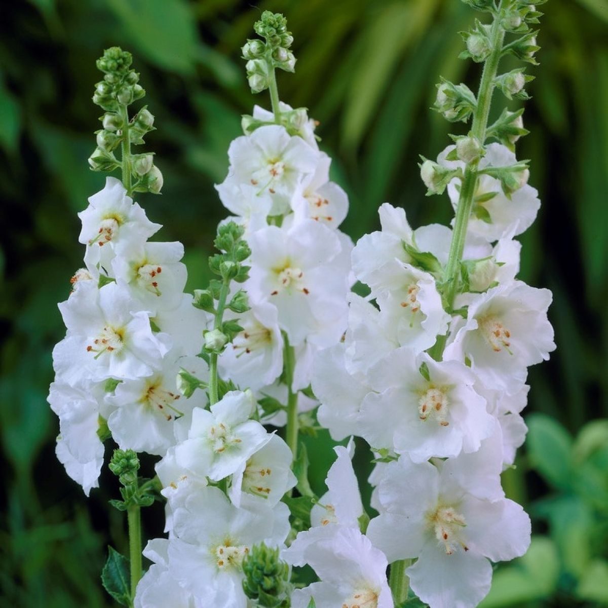 White Verbascum Flower seeds for Planting - Seasonal Bloomer, Heirloom & GMO Free Seeds for Home Garden
 
 Sale seeds for home garden