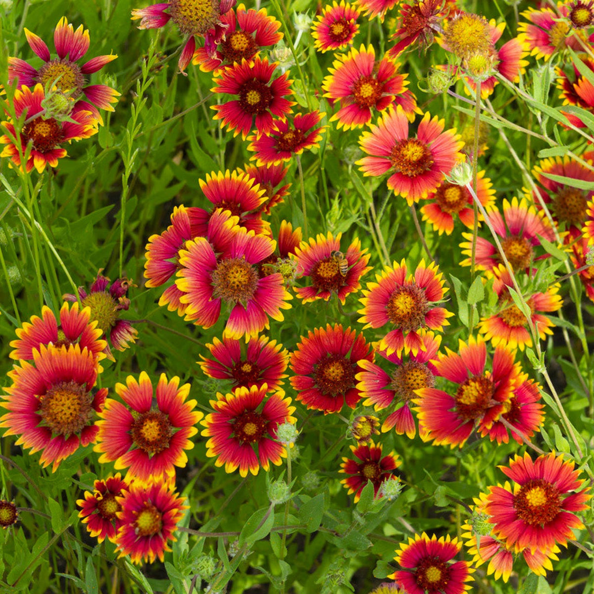 Gaillardia Aristata Flower seeds for Planting - Cut Flower Favorite, Heirloom & GMO Free Seeds for Home Garden
 
 Sale seeds for planting in home garden