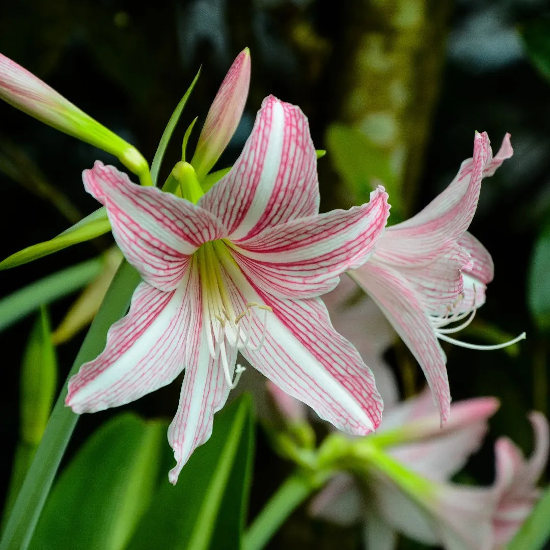 Pink Hippeastrum Rutilum Flower seeds for Planting - Sun Loving, Heirloom & GMO Free Seeds for Home Garden
 
 Sale seeds for planting in home garden