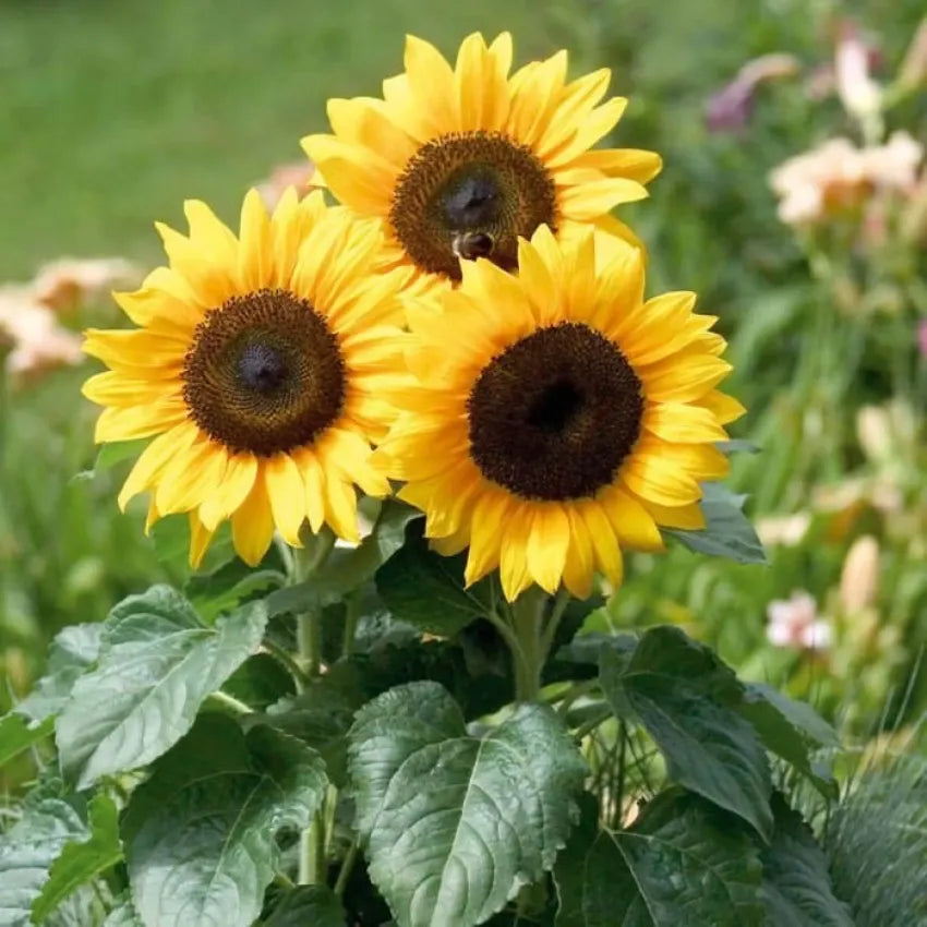 Yellow Sunflower Flower seeds for Planting Easy to Grow Heirloom & GMO Free Seeds for Home Garden
 
 Sale seeds for home garden planting