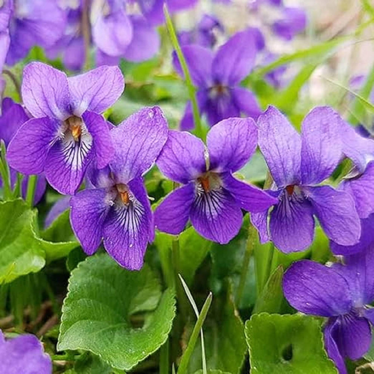 Purple Viola Charlotte Flower seeds for Planting Fragrant Blossoms Heirloom & GMO Free Seeds for Home Garden 
 
 Sale seeds for home garden planting