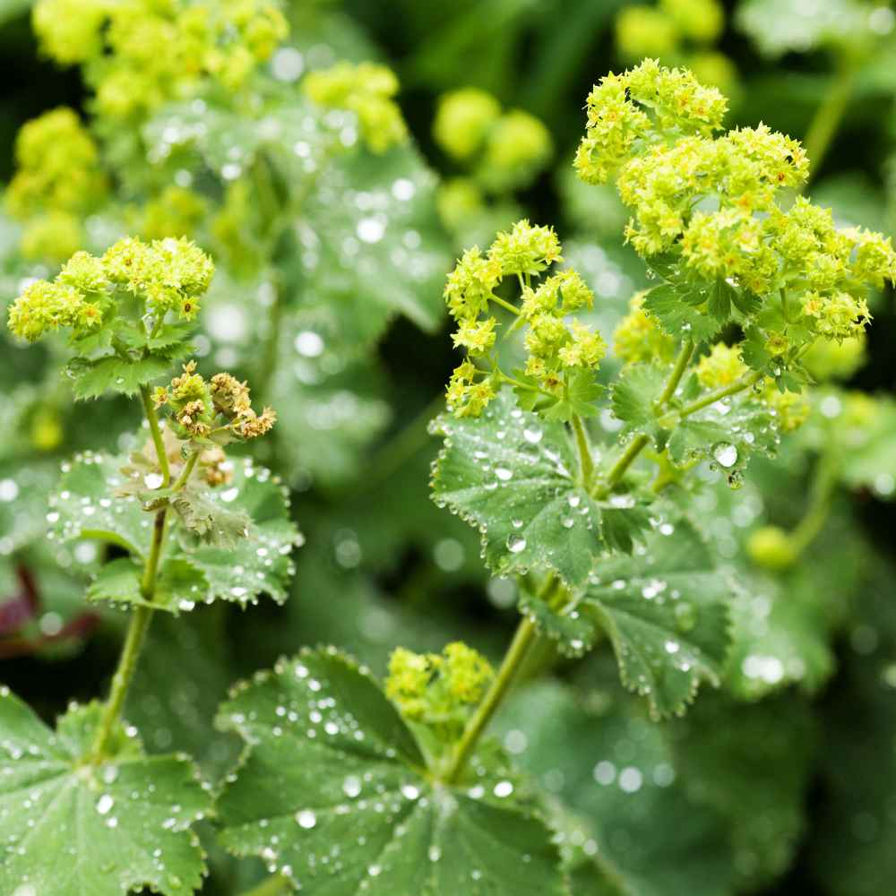 Green Alchemilla Mollis Flower seeds for Planting Garden Favorite Heirloom & GMO Free Seeds for Home Garden
 
 Sale seeds for home garden planting