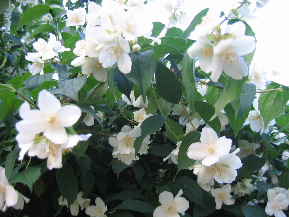 Philadelphus Coronarius Flower seeds for Planting - Compact Growth, Heirloom & GMO Free Seeds for Home Garden
 
 Sale seeds for planting in home garden