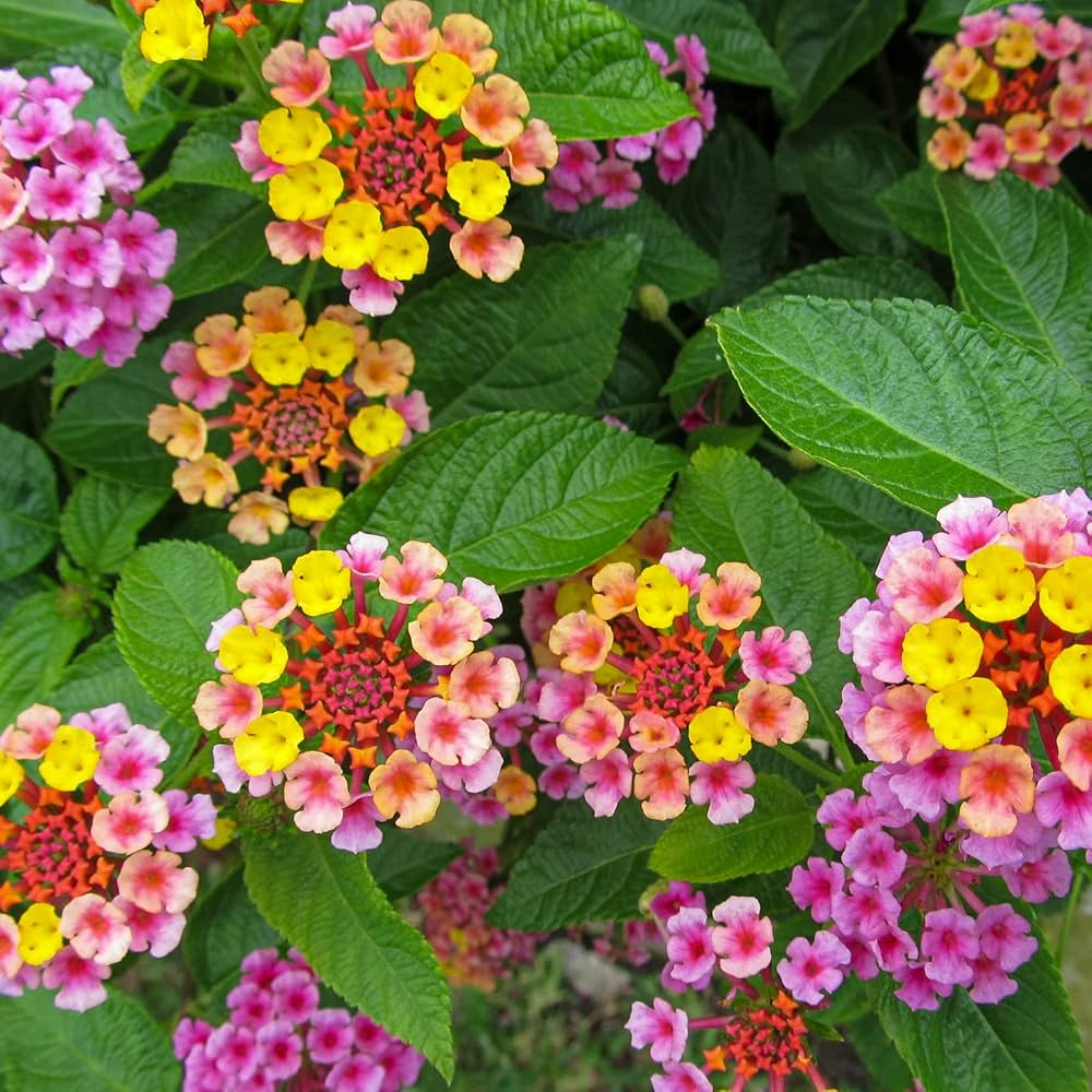 Lantana Flower seeds for Planting Easy to Grow Heirloom & GMO Free Seeds for Home Garden 
 
 Sale seeds for home garden planting