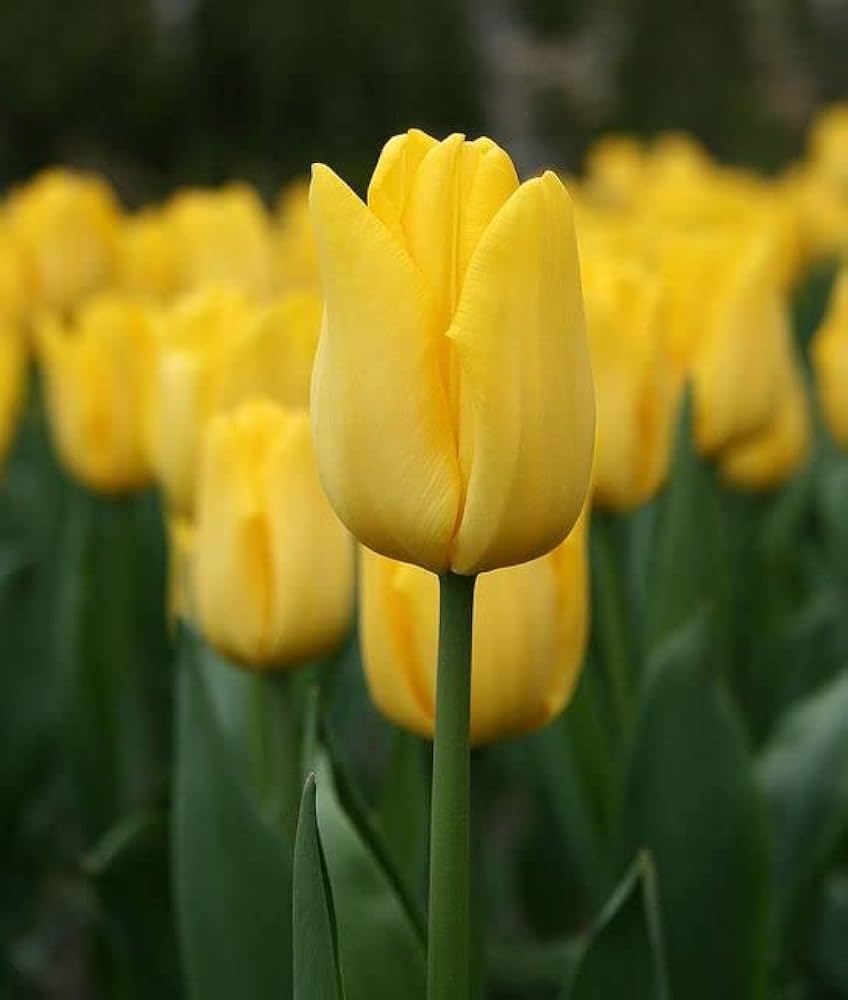 Light Yellow Tulip Flower seeds for Planting - Shade Tolerant, Heirloom & GMO Free Seeds for Home Garden
 
 Sale seeds for home garden