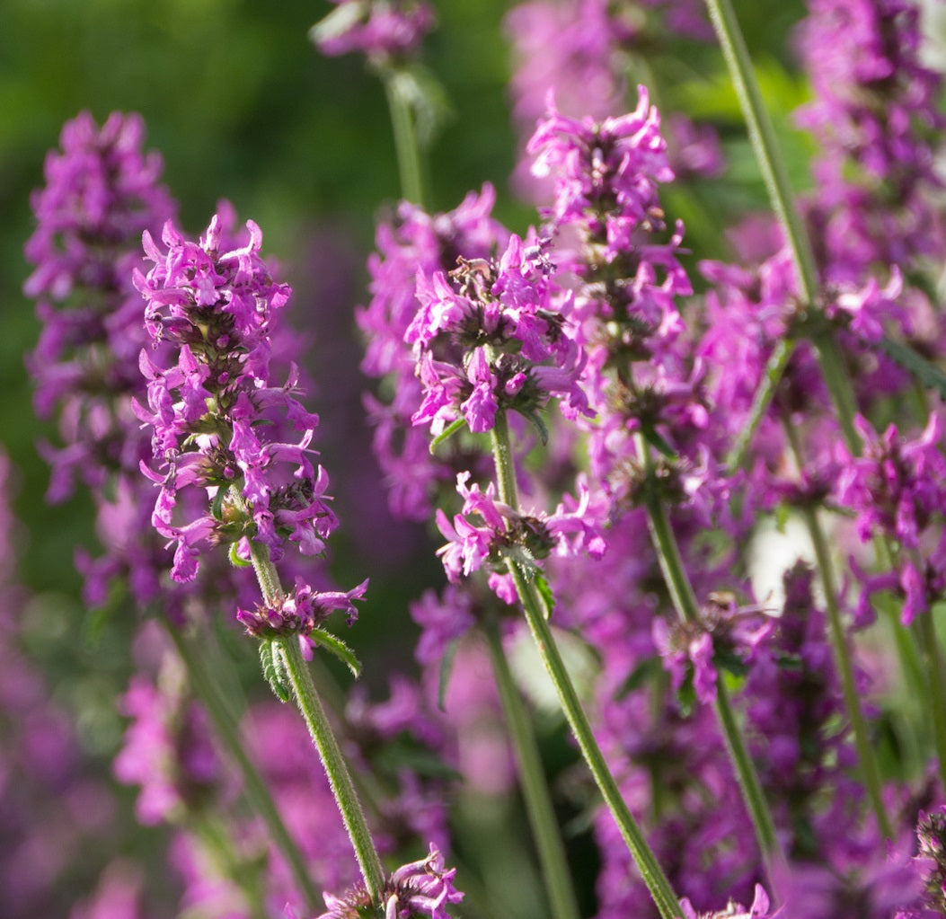 Betony Flower seeds for Planting Long Bloom Season Heirloom & GMO Free Seeds for Home Garden 
 
 Sale for planting in home garden