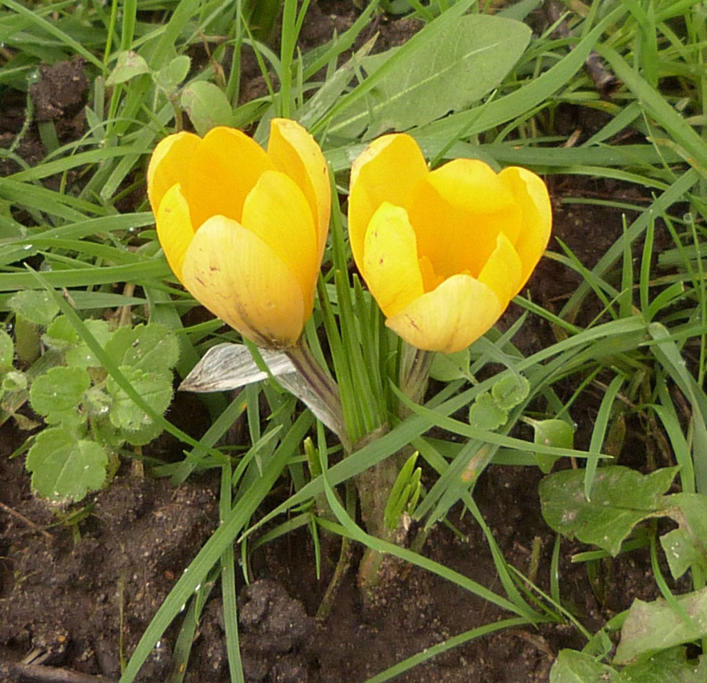 Yellow Crocus Flower seeds for Planting Perfect for Borders Heirloom & GMO Free Seeds for Home Garden 
 
 Sale seeds for home garden planting