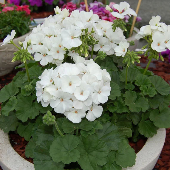White Geranium Flower seeds for Planting - Long Bloom Season, Heirloom & GMO Free Seeds for Home Garden
 
 Sale for planting in home garden