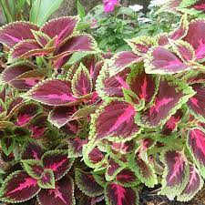 Coleus Flower seeds for Planting - Drought Tolerant, Heirloom & GMO Free Seeds for Home Garden
 
 Sale for planting in home garden.