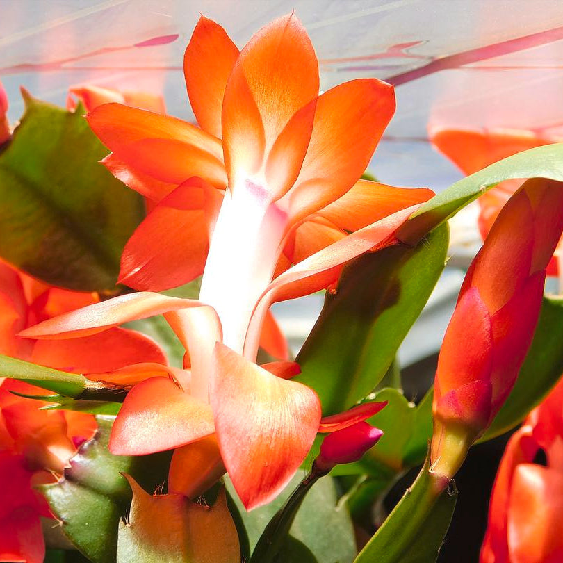 Dark Orange Zygocactus Flower seeds for Planting Shade Tolerant Heirloom & GMO Free Seeds for Home Garden
 
 Sale seeds for home garden planting