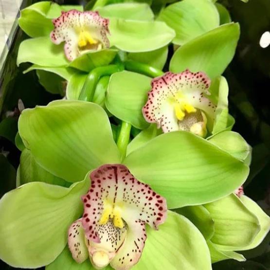 Green Cymbidium Orchid Flower seeds for Planting - Shade Tolerant, Heirloom & GMO Free Seeds for Home Garden
 
 Sale for planting in home garden