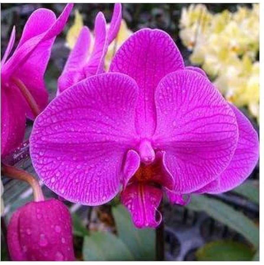 Thick Pink Orchid Flower seeds for Planting Fragrant Blossoms Heirloom & GMO Free Seeds for Home Garden 
 
 Sale seeds for home garden planting