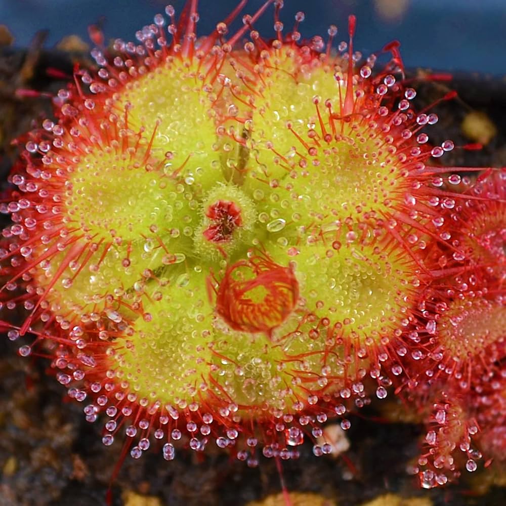 Sundew Flower seeds for Planting - Premium Quality, Heirloom & GMO Free Seeds for Home Garden
 
 Sale seeds for planting in home garden
