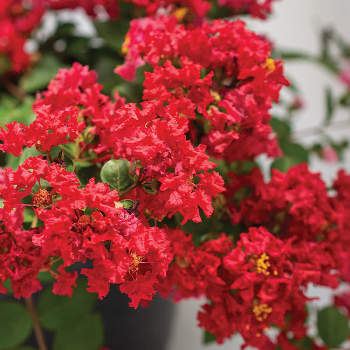 Lagerstroemia Flower seeds for Planting Shade Tolerant Heirloom & GMO Free Seeds for Home Garden 
 
 Sale for planting in home garden