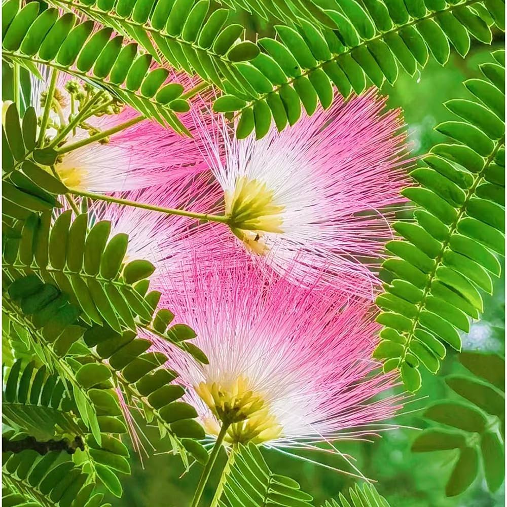 Albizia Flower seeds for Planting Colorful Display Heirloom & GMO Free Seeds for Home Garden 
 
 Sale seeds for home garden planting