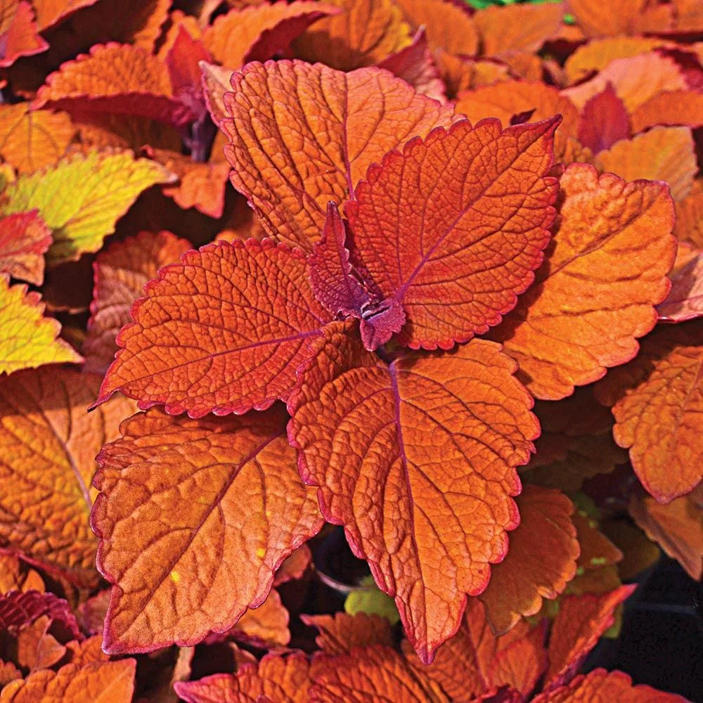 Deep Orange Coleus Flower seeds for Planting Colorful Display Heirloom & GMO Free Seeds for Home Garden 
 
 Sale seeds for home garden planting
