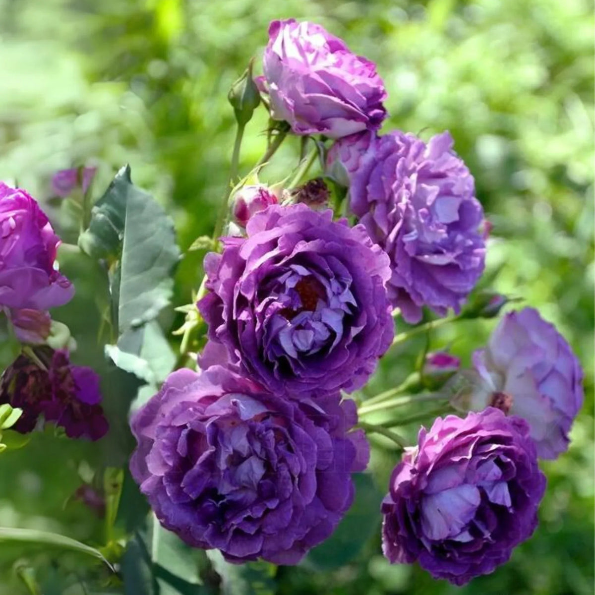 Purple Rose Flower seeds for Planting Easy to Grow Heirloom & GMO Free Seeds for Home Garden 
 
 Sale seeds for home garden planting