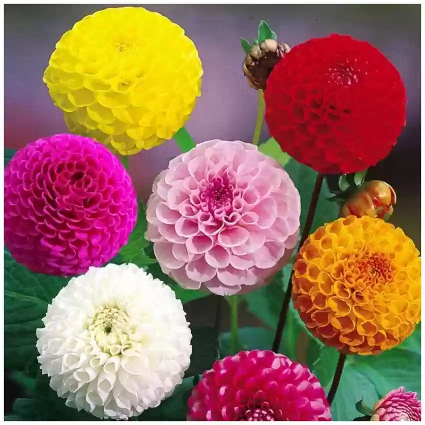Dahlia Flower seeds for Planting Compact Growth Heirloom & GMO Free Seeds for Home Garden 
 
 Sale seeds for home garden planting
