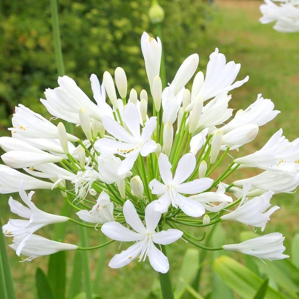 Agapanthus Africanus Flower seeds for Planting Compact Growth Heirloom & GMO Free Seeds for Home Garden 
 
 Sale for planting in home garden