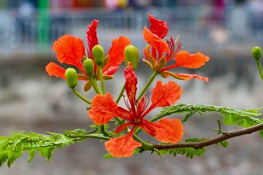 Phoenix Flower seeds for Planting Wildflower Mix Heirloom & GMO Free Seeds for Home Garden 
 
 Sale seeds for home garden planting