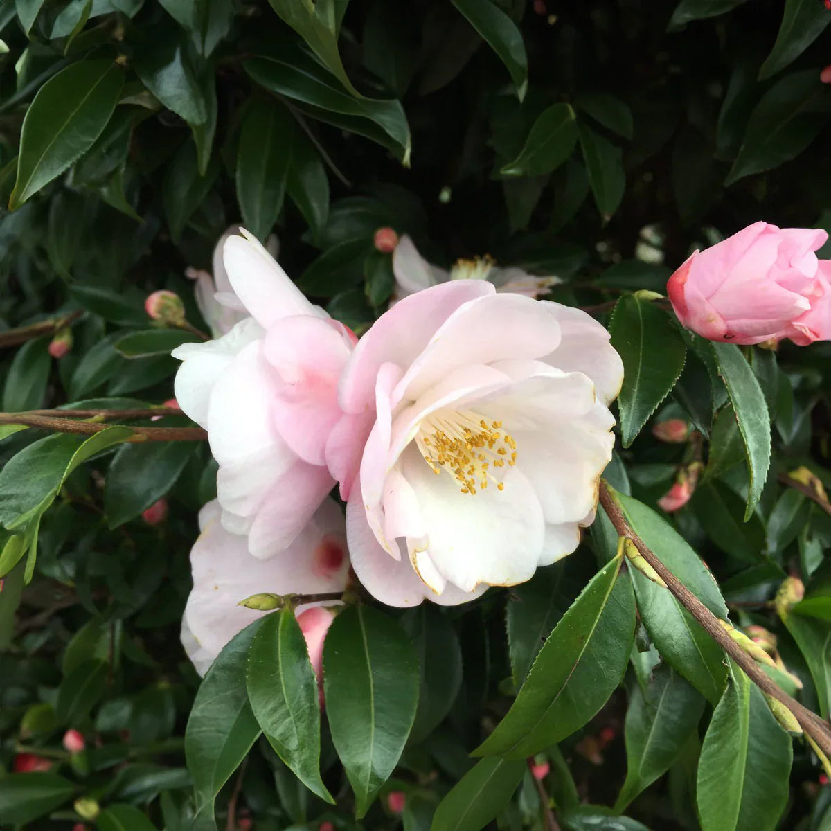 Camellia Flower seeds for Planting Seasonal Bloomer Heirloom & GMO Free Seeds for Home Garden 
 
 Sale for planting in home garden