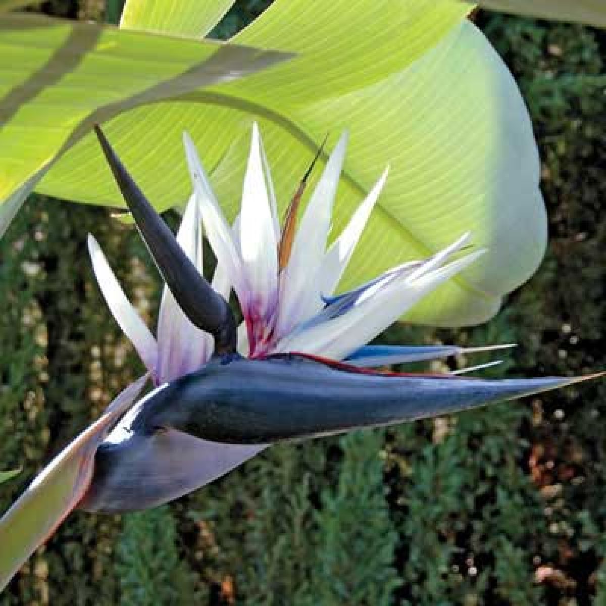 Strelitzia Flower seeds for Planting - Low Maintenance, Heirloom & GMO Free Seeds for Home Garden
 
 Sale for planting in home garden
