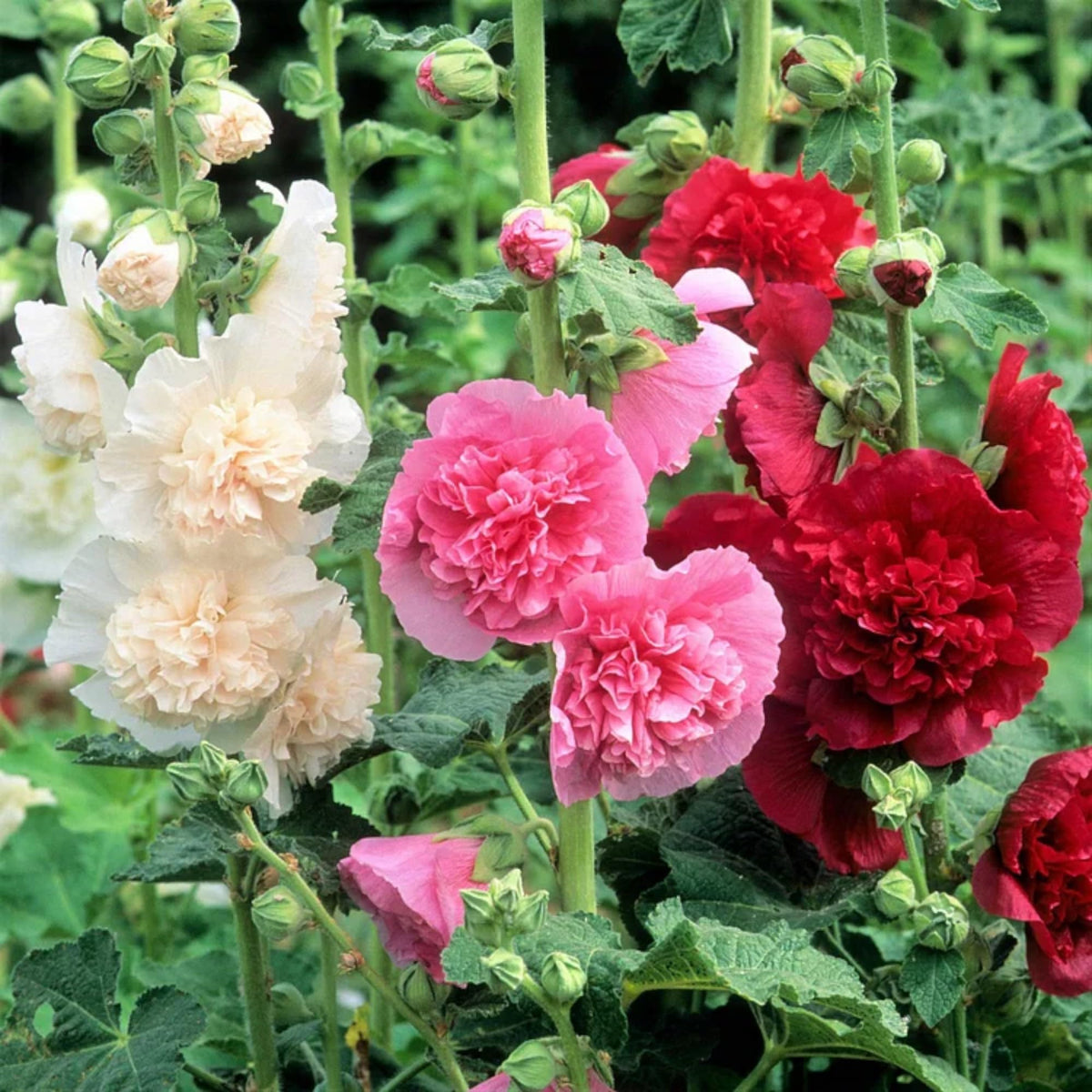Hollyhock Carnival Flower seeds for Planting Sun Loving Heirloom & GMO Free Seeds for Home Garden 
 
 Sale for planting in home garden