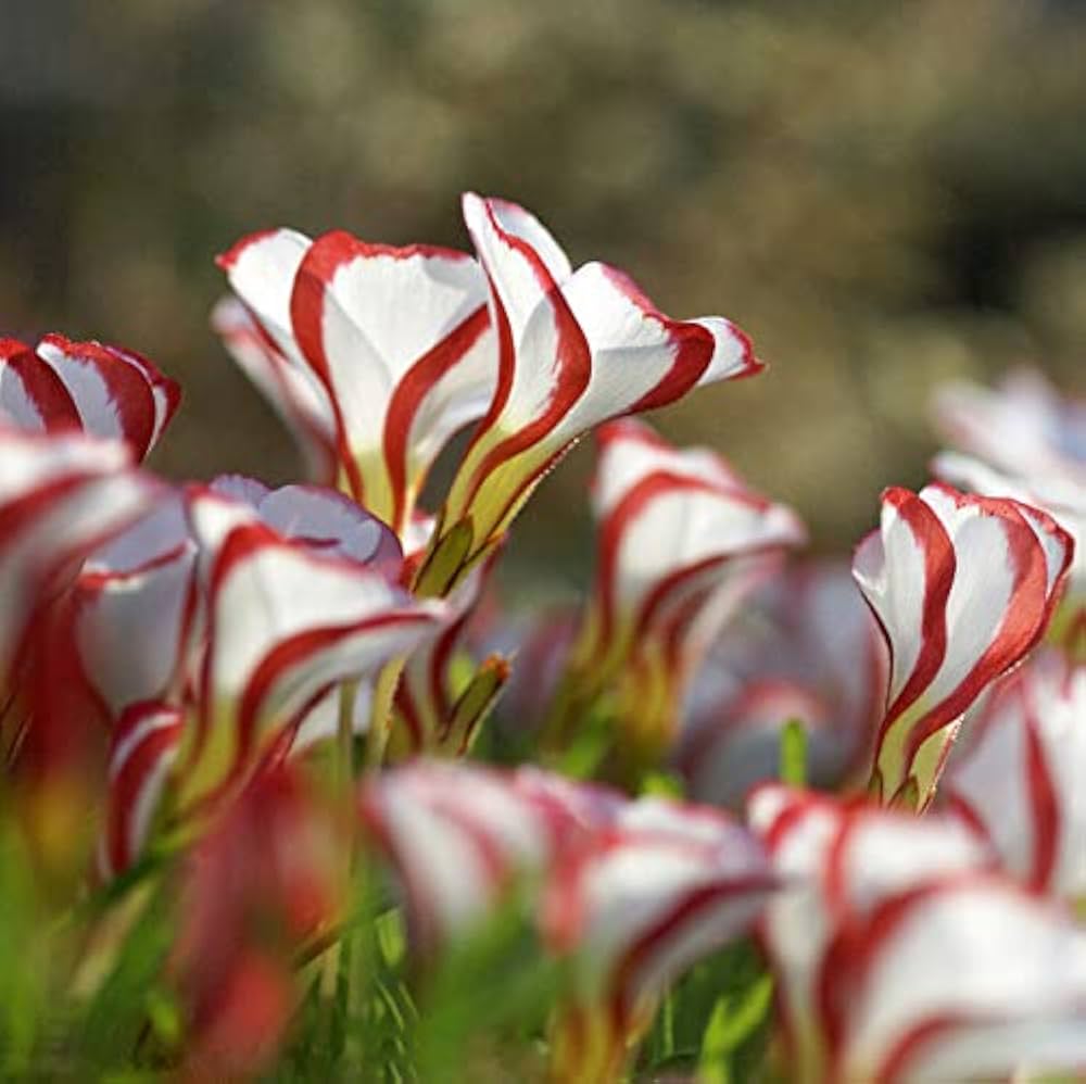 Red White Candy Cane Flower seeds for Planting - Wildflower Mix, Heirloom & GMO Free Seeds for Home Garden
 
 Sale seeds for planting in home garden