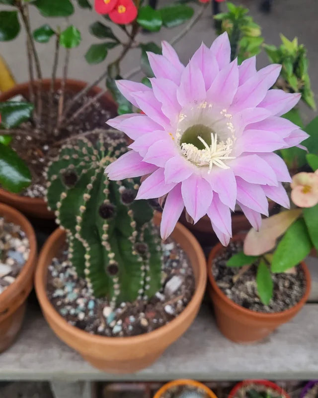 Pink Echinopsis Tubiflora Flower seeds for Planting Compact Growth Heirloom & GMO Free Seeds for Home Garden 
 
 Sale seeds for home garden planting