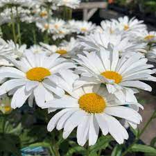 White Leucanthemum Flower seeds for Planting - Drought Tolerant, Heirloom & GMO Free Seeds for Home Garden
 
 Sale seeds for planting in home garden