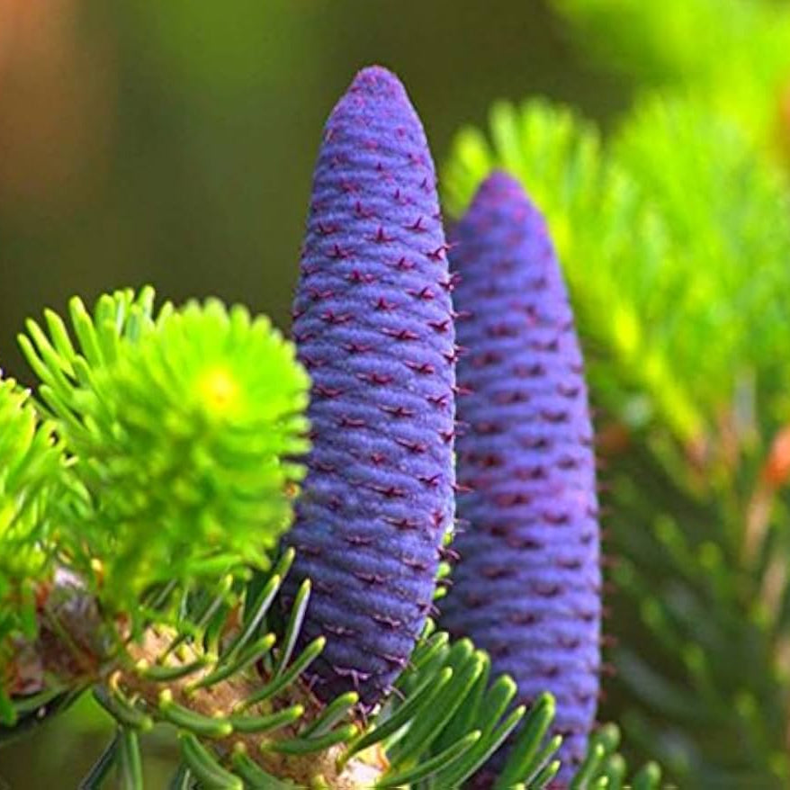 Purple Abies Flower seeds for Planting - Compact Growth, Heirloom & GMO Free Seeds for Home Garden
 
 Sale for planting in home garden