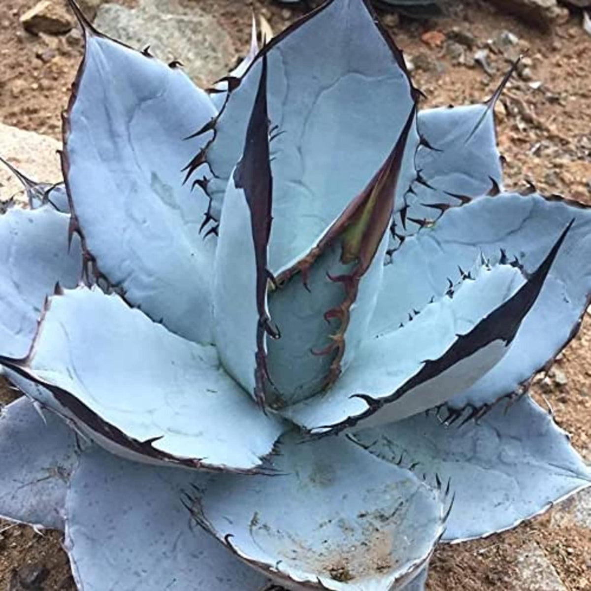 Blue Titanota Flower seeds for Planting Hardy Variety Heirloom & GMO Free Seeds for Home Garden 
 
 Sale seeds for home garden planting