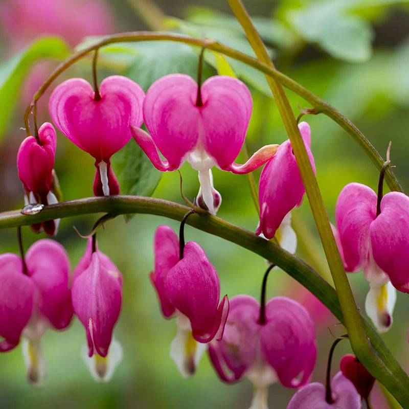 Bleeding Heart Flower seeds for Planting Wildflower Mix Heirloom & GMO Free Seeds for Home Garden 
 
 Sale seeds for home garden planting