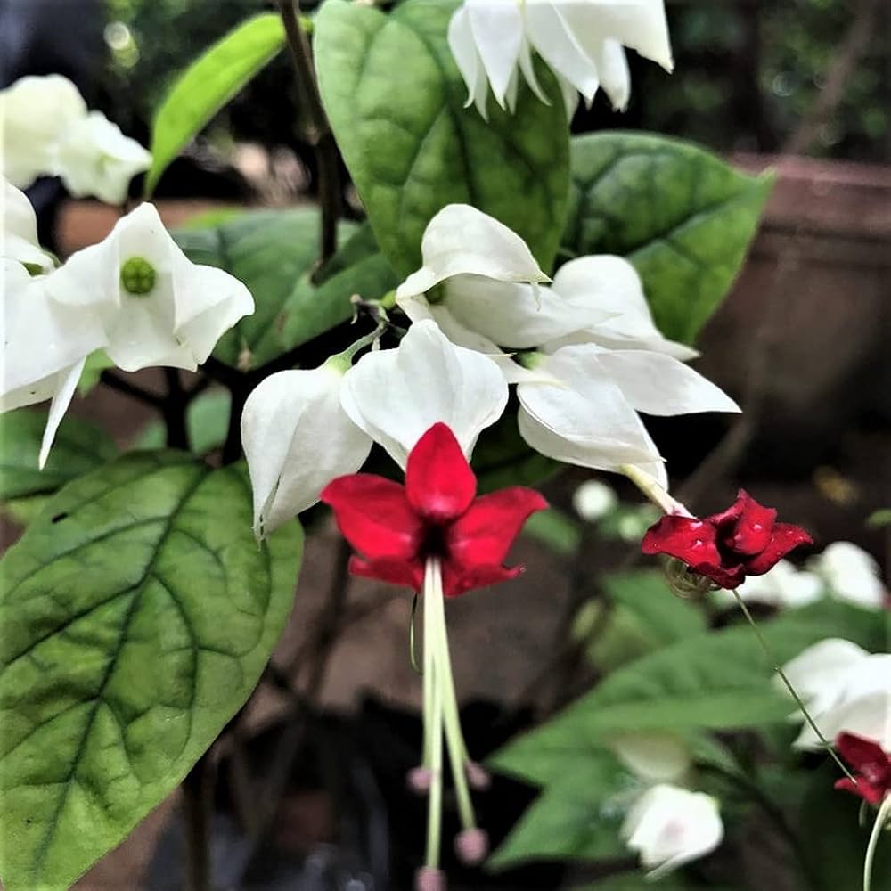 Clerodendrum Flower seeds for Planting Wildflower Mix Heirloom & GMO Free Seeds for Home Garden 
 
 Sale seeds for home garden planting