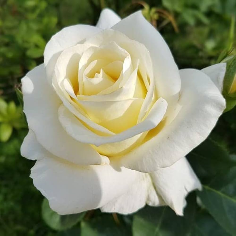 White Rose Flower seeds for Planting Bright Blooms Heirloom & GMO Free Seeds for Home Garden 
 
 Sale seeds for home garden planting