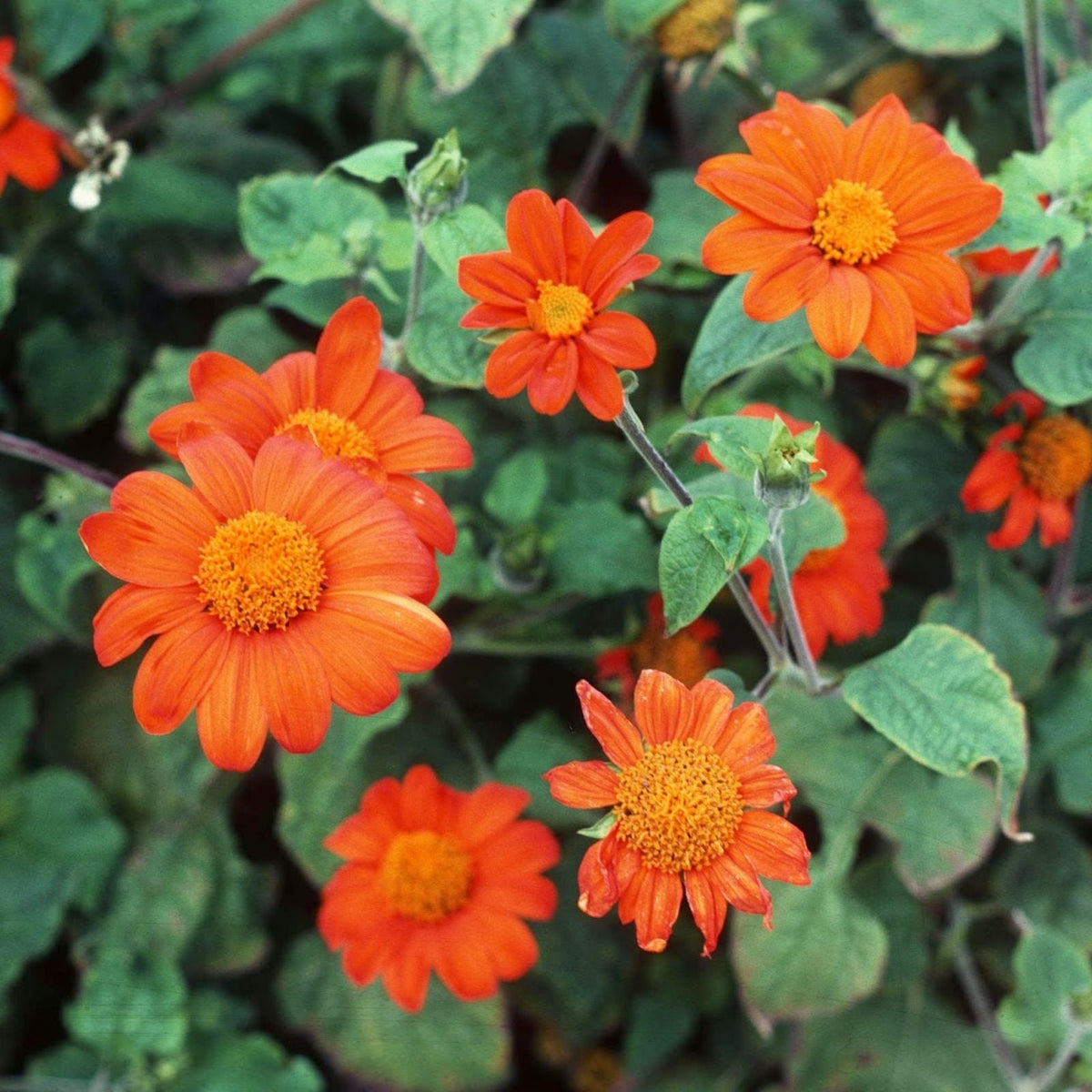 Tithonia Flower seeds for Planting Cottage Garden Essential Heirloom & GMO Free Seeds for Home Garden 
 
 Sale seeds for home garden planting