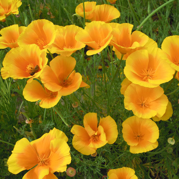 Yellow Eschscholzia Flower seeds for Planting - Colorful Display, Heirloom & GMO Free Seeds for Home Garden
 
 Sale seeds for planting in home garden
