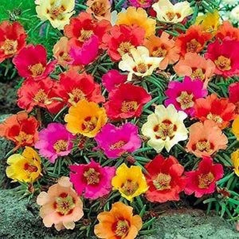 Mixed Portulaca Flower seeds for Planting - Colorful Display, Heirloom & GMO Free Seeds for Home Garden
 
 Sale seeds for planting in home garden