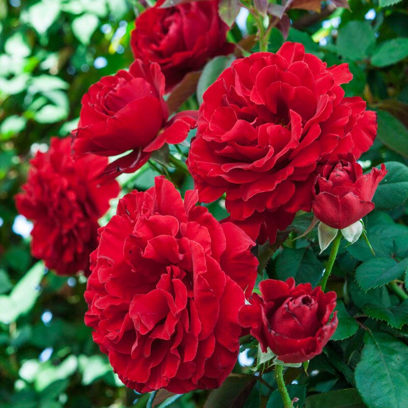 Red Climbing Rose Flower seeds for Planting Shade Tolerant Heirloom & GMO Free Seeds for Home Garden
 
 Sale seeds for home garden planting